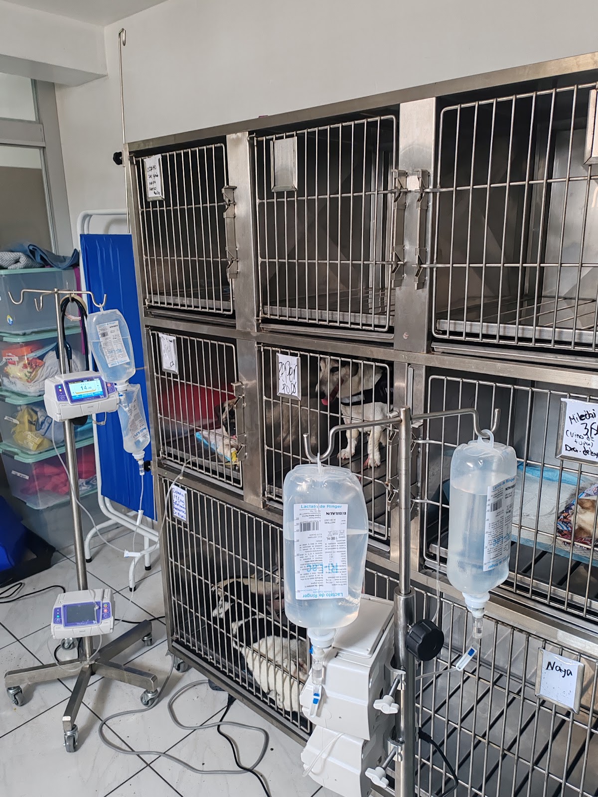 CLINICA VETERINARIA SAN MARTIN SEDE LOS PINOS - EMERGENCIA 24 HORAS