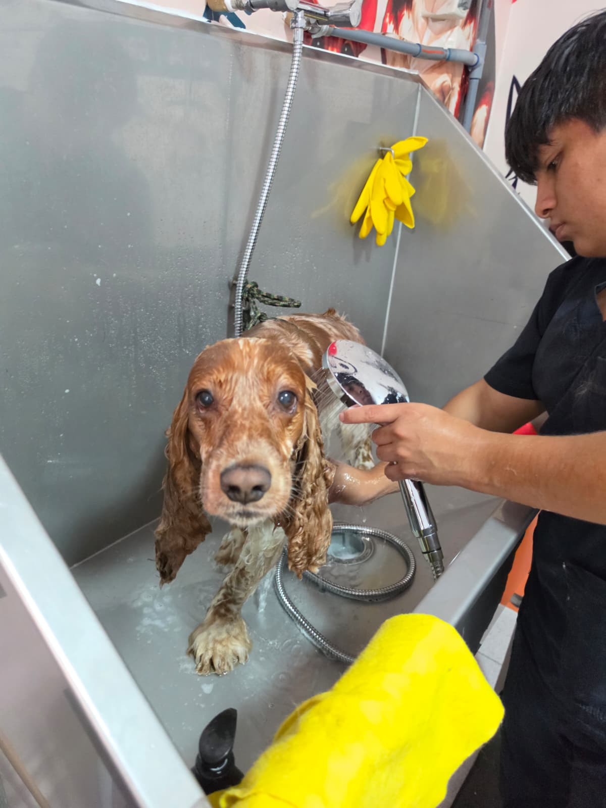 SPA PET HOUSE CHORRILLOS