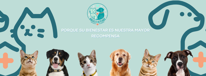 Veterinaria Angels Vetcare