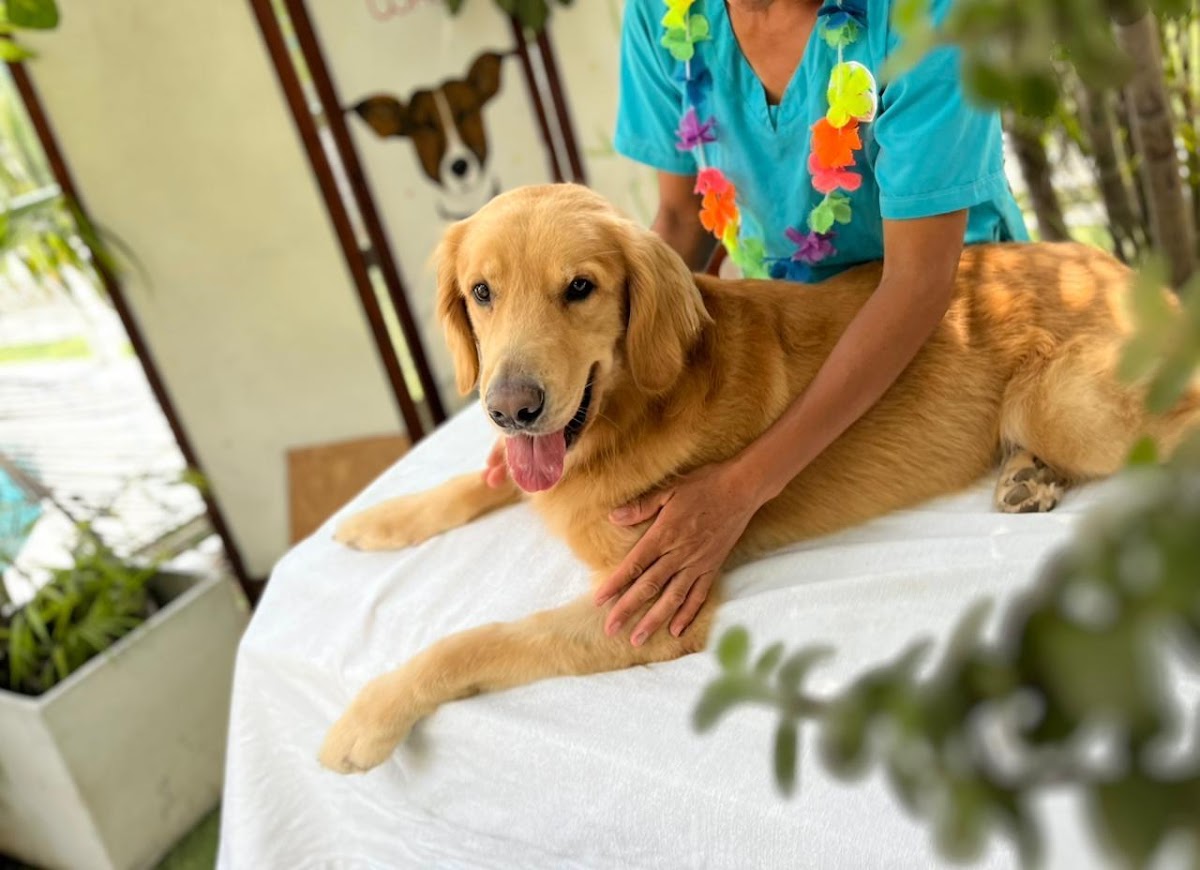 Wau - Hospedaje para Perros