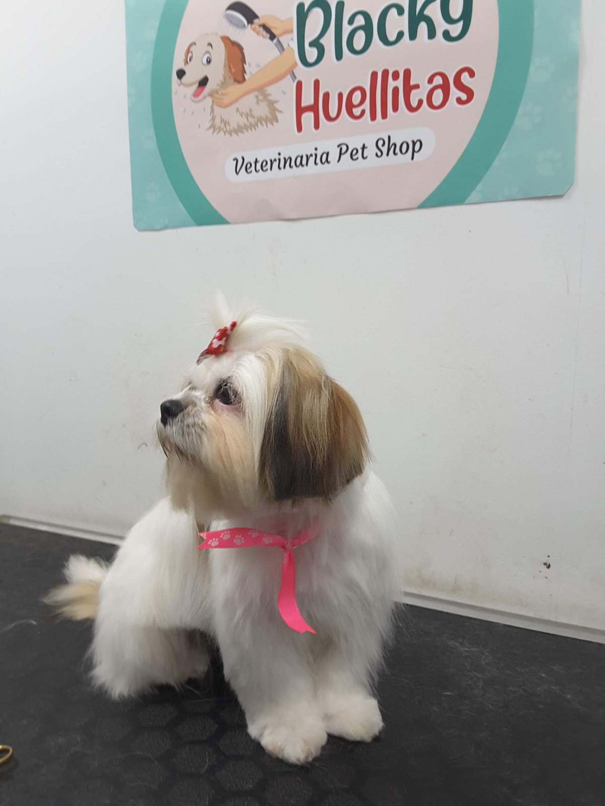 Pet and Grooming Blacky huellitas