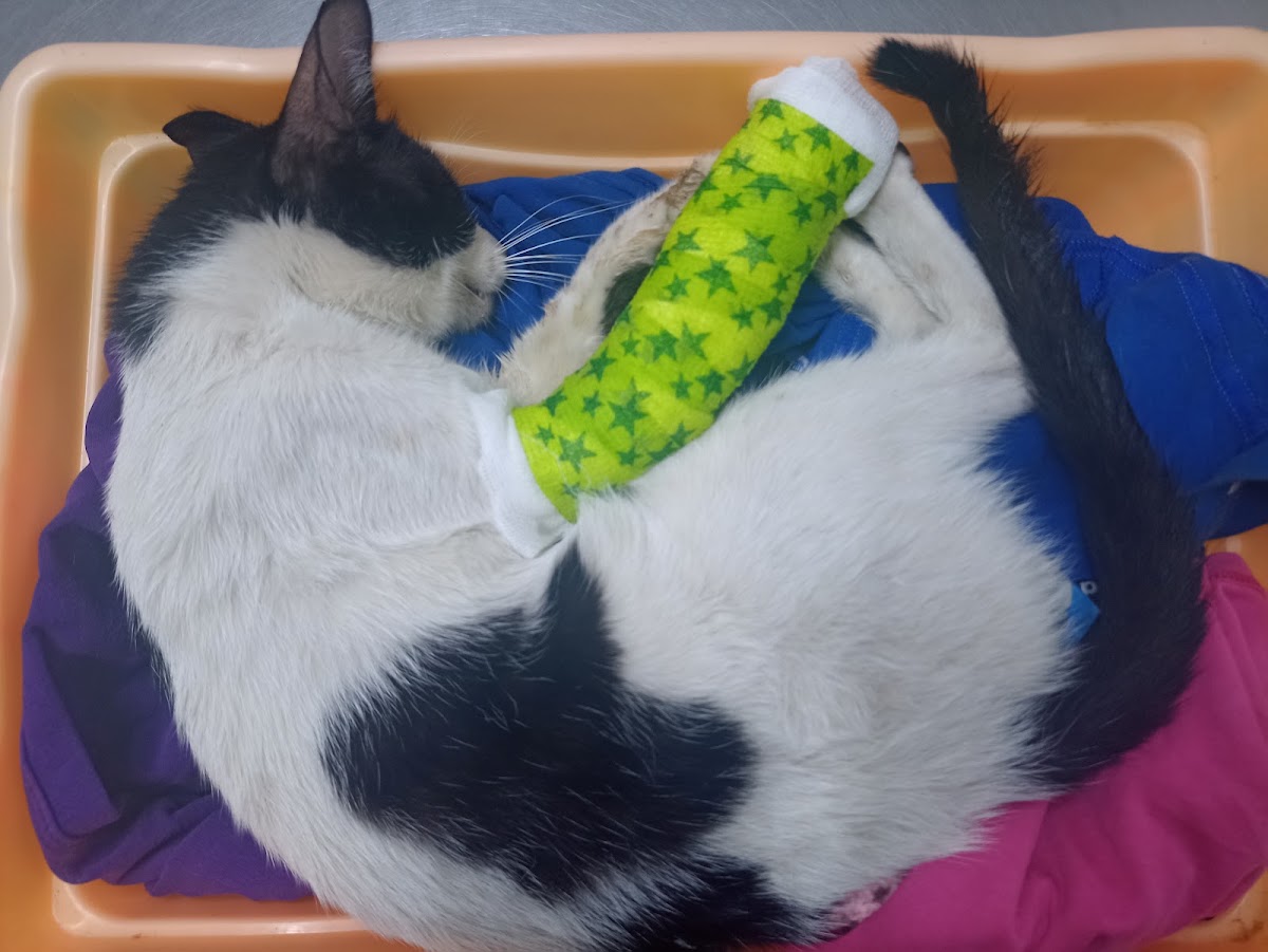Veterinaria Entre Patas