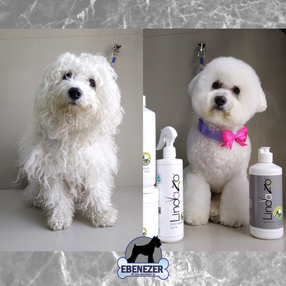 Estética canina EBENEZER DOG GROOMER