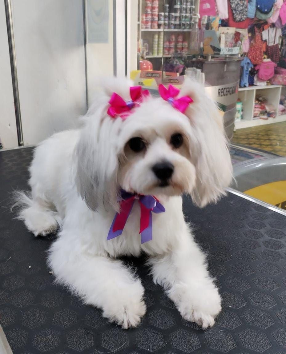 Pet House Veterinaria