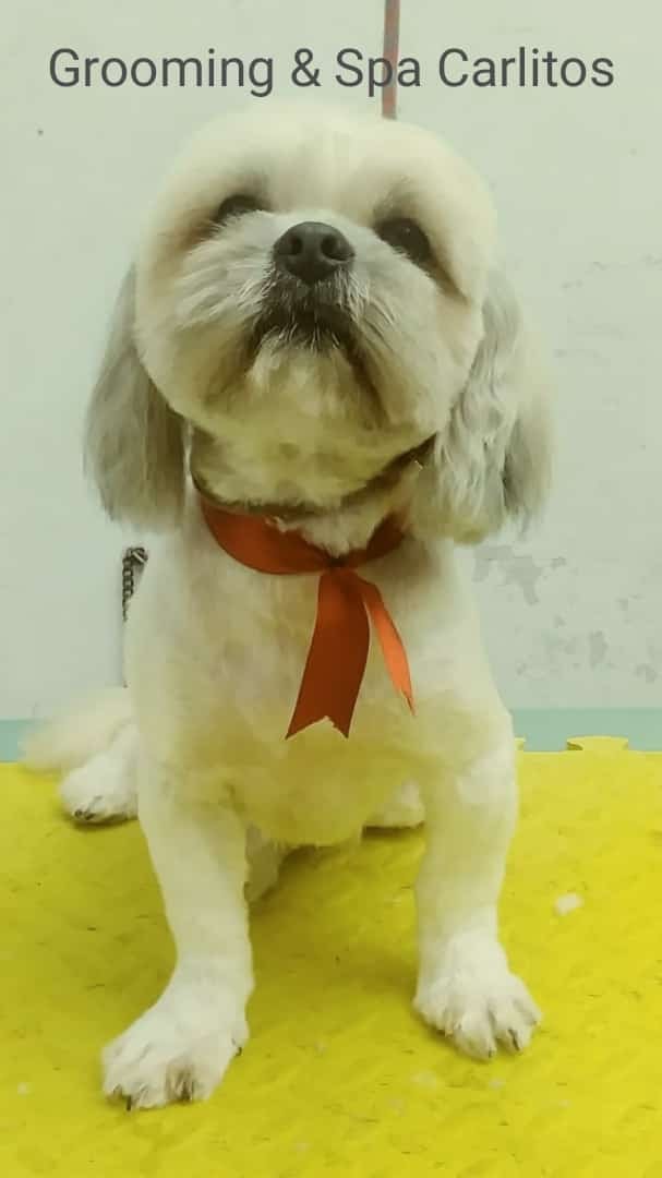 pets shop, Grooming & spa canino carlitos