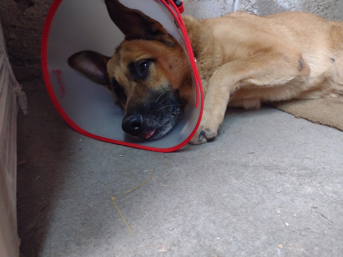 VETERINARIA ARCE 24 HORAS