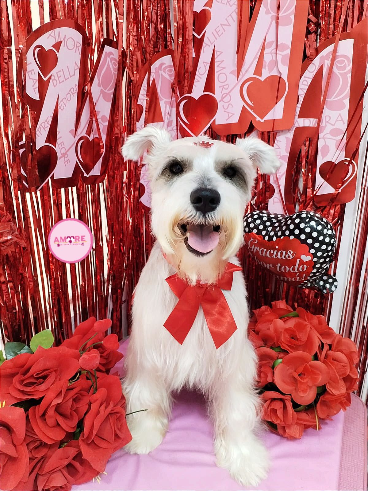 AMORE PET STORE