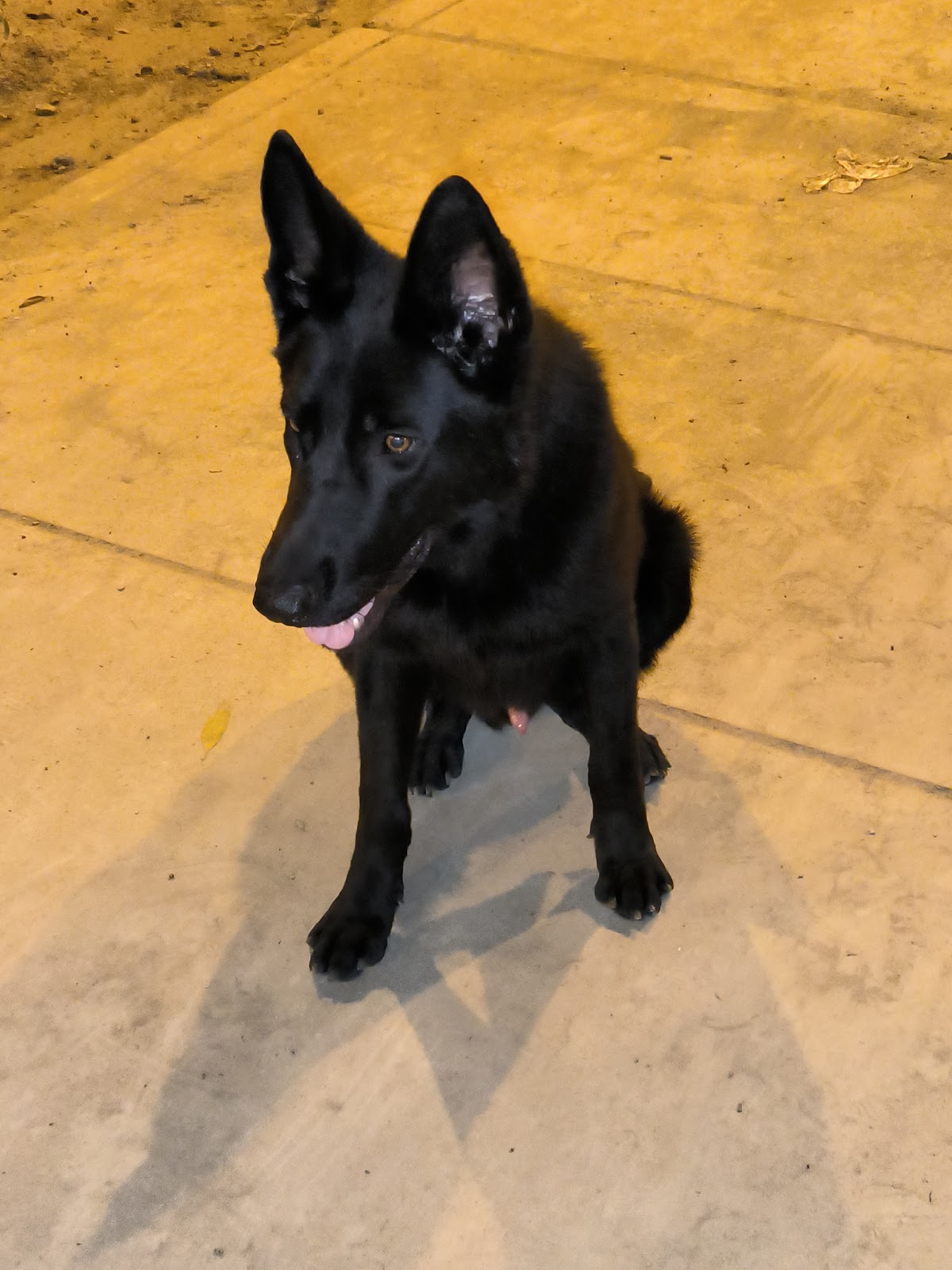 Centro de Baños para perros King Animal