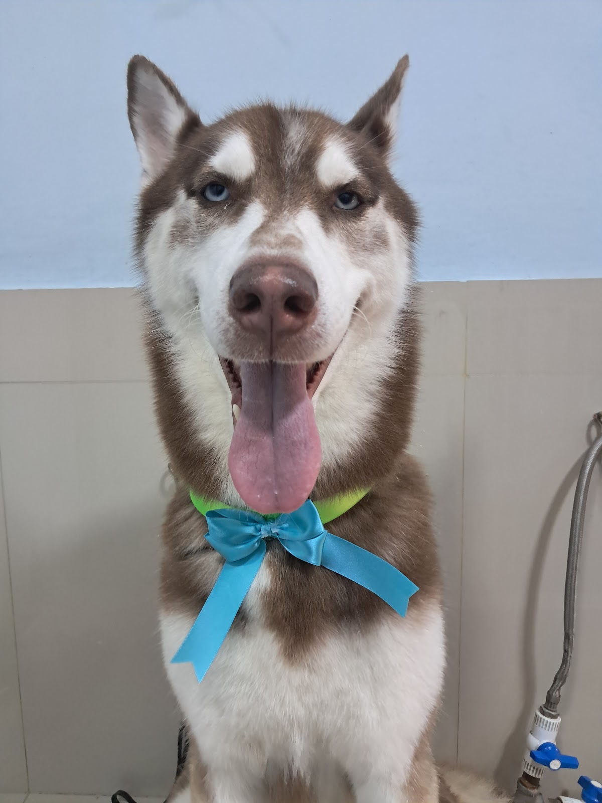 Spa Canino Guao Dog