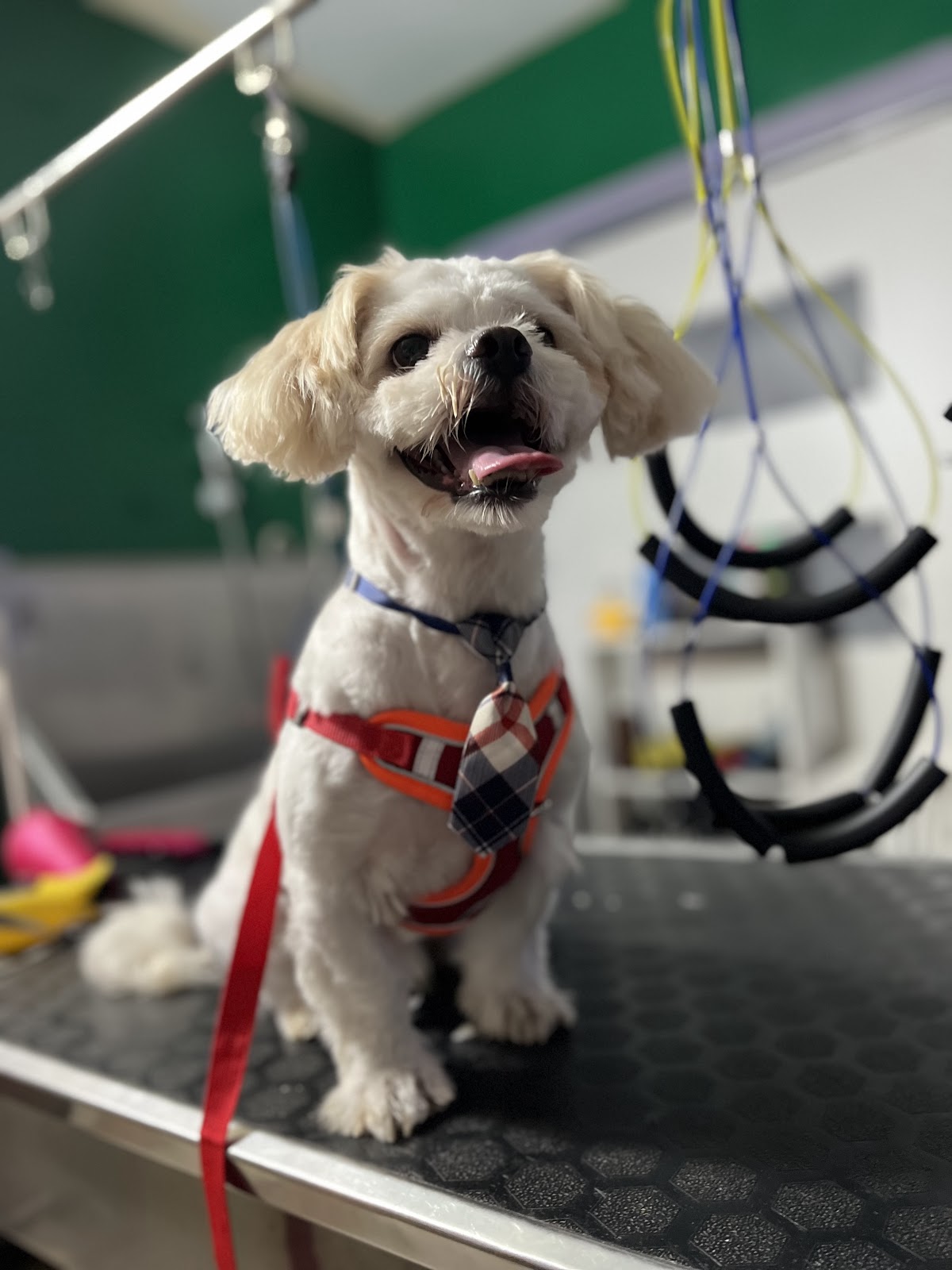 Zoomie Pet Spa & Salon