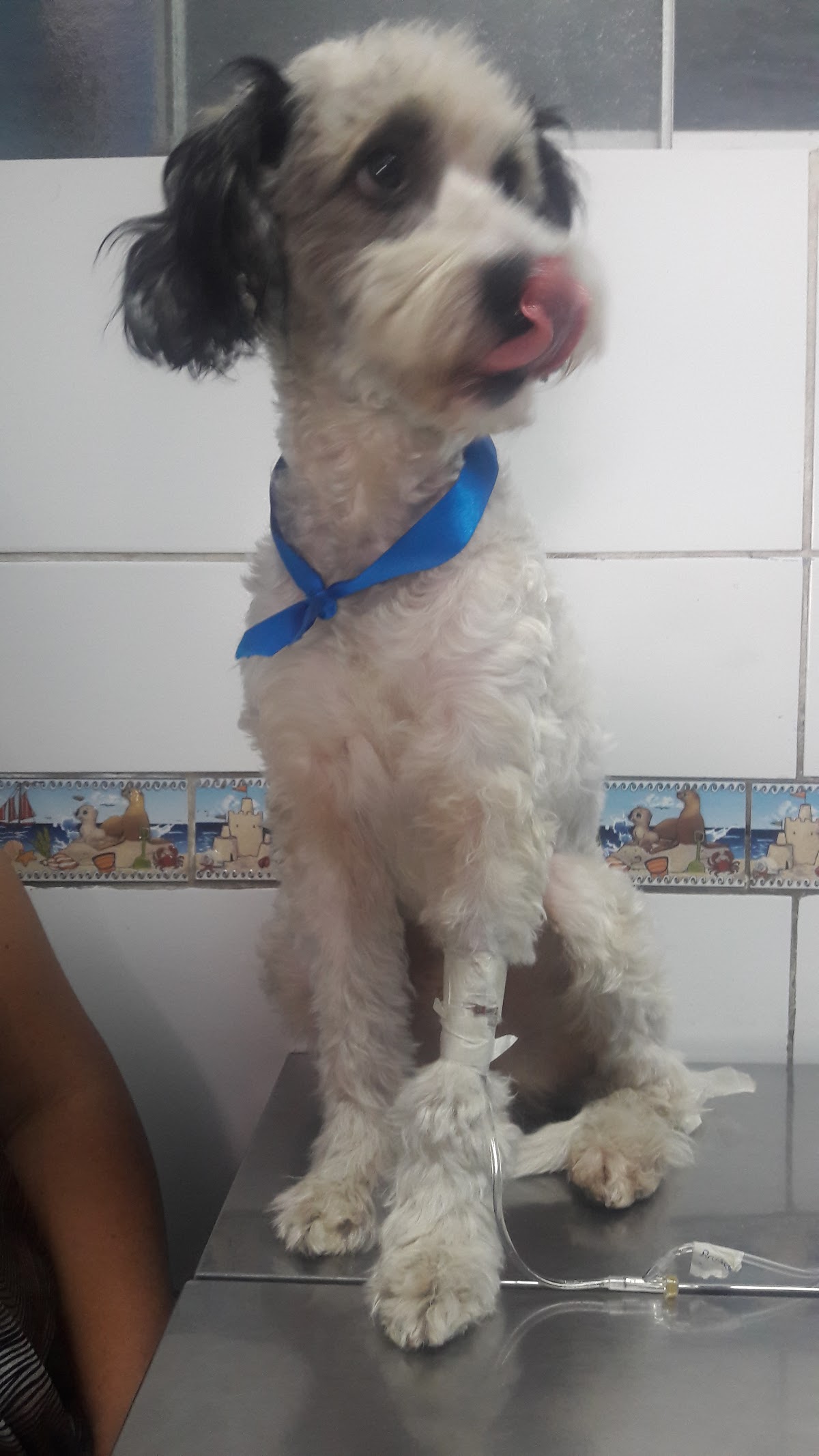 Healthy Pets Veterinaria