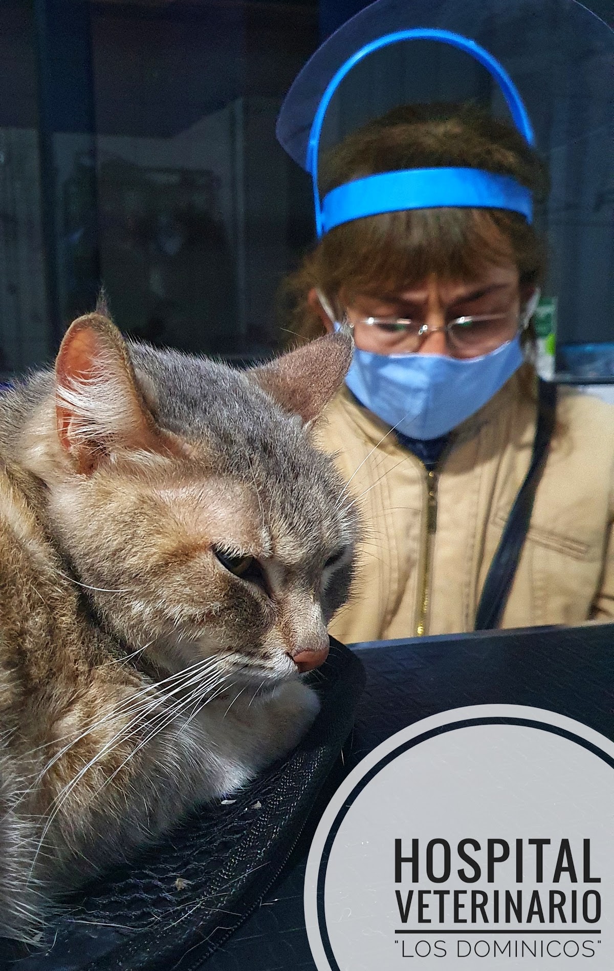 Hospital Veterinario Los Dominicos - Odontología Veterinaria y Medicina felina