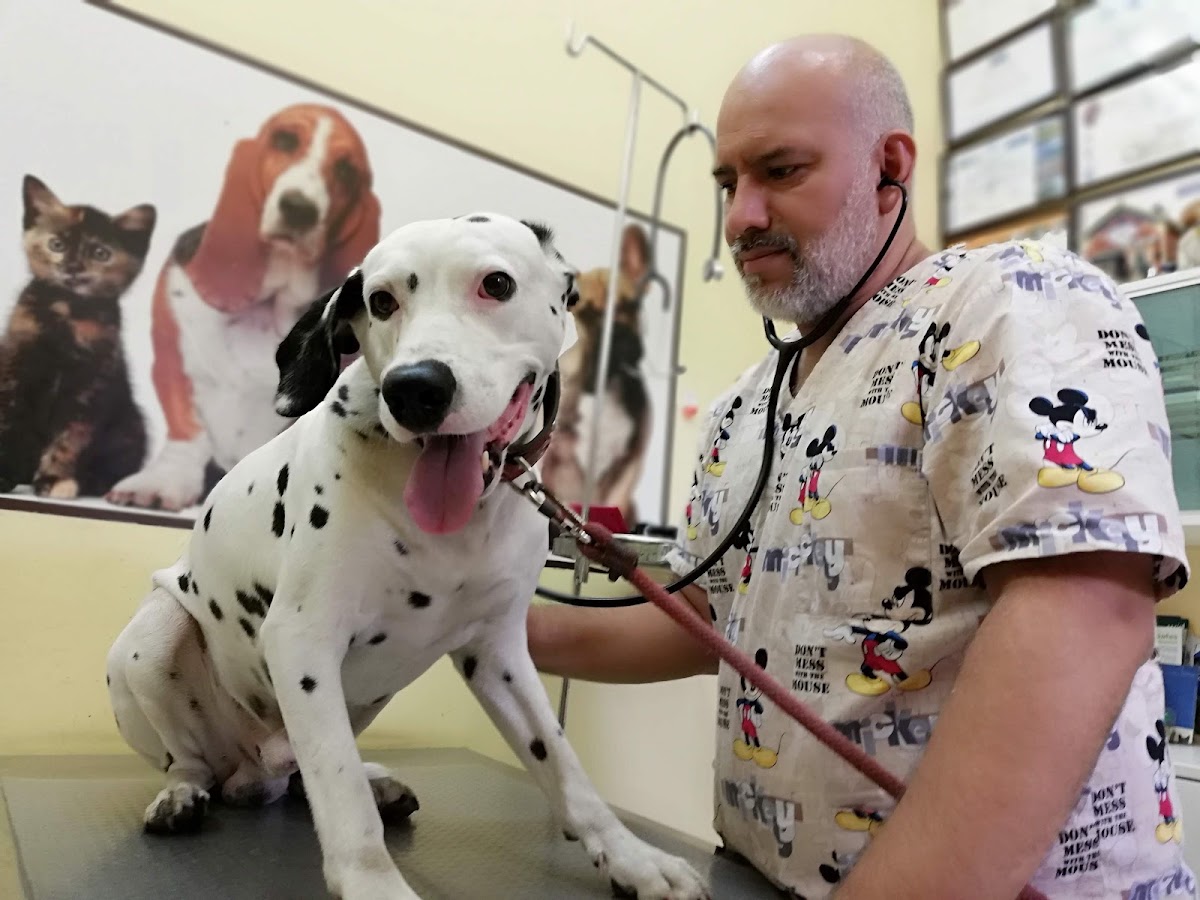 VETERINARIA PATAS Y COLITAS