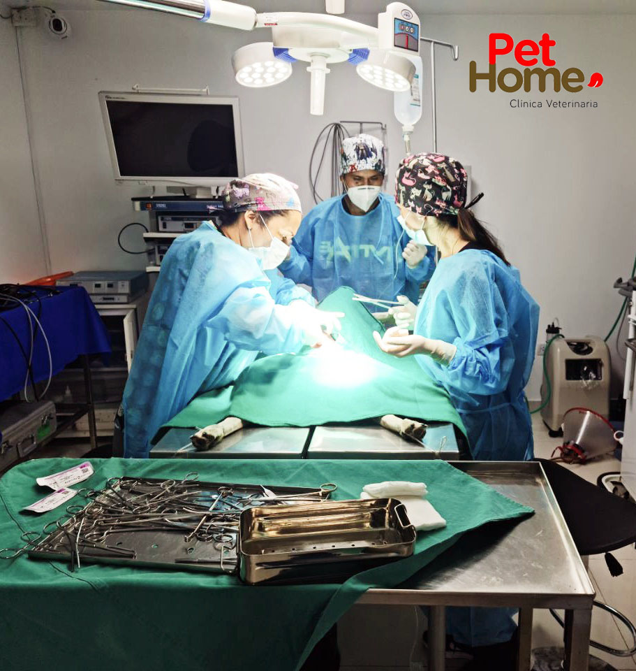 Clínica Veterinaria Pet Home Surco