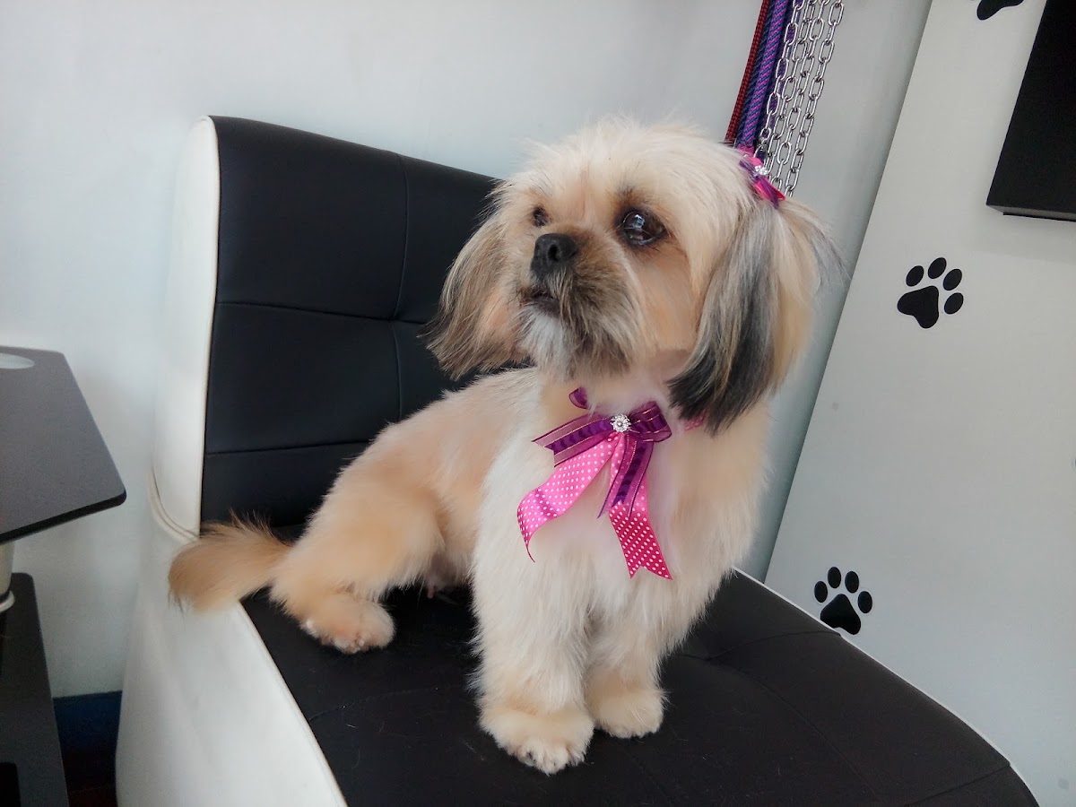 Sweetpet