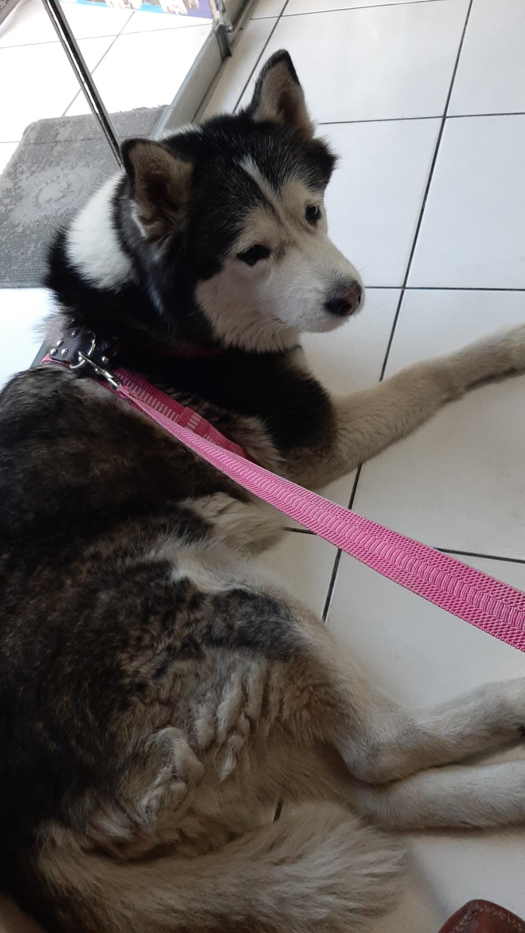 Veterinaria De Casta