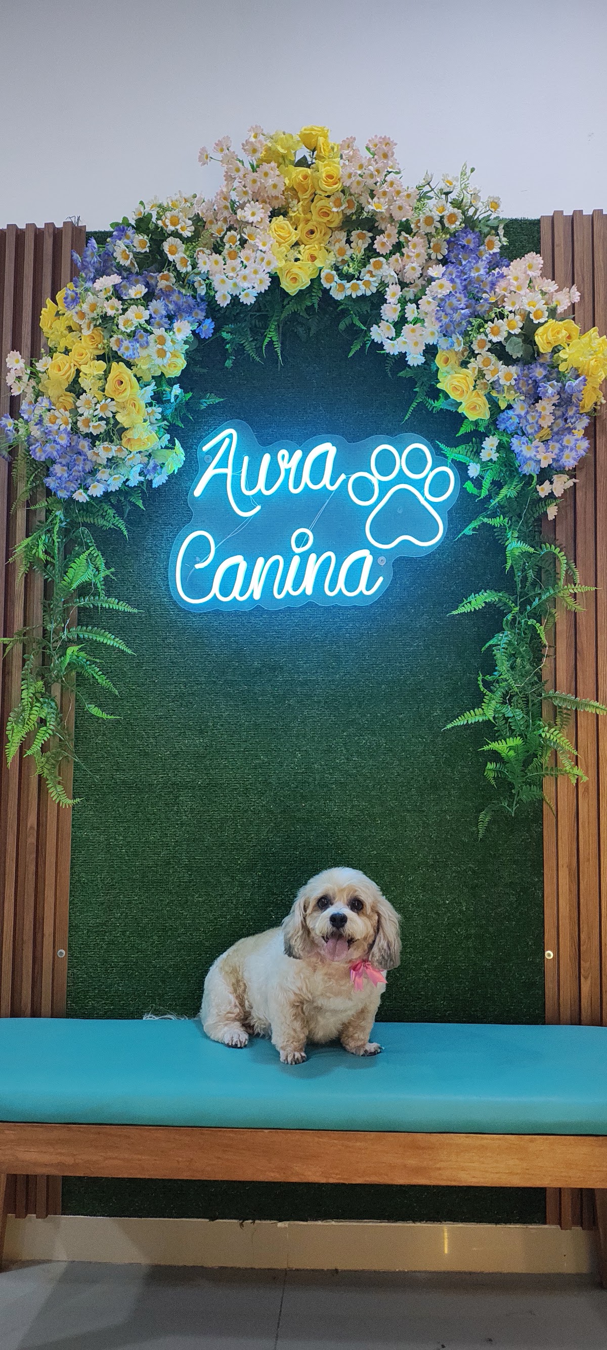 Aura Canina (Spa & Grooming)