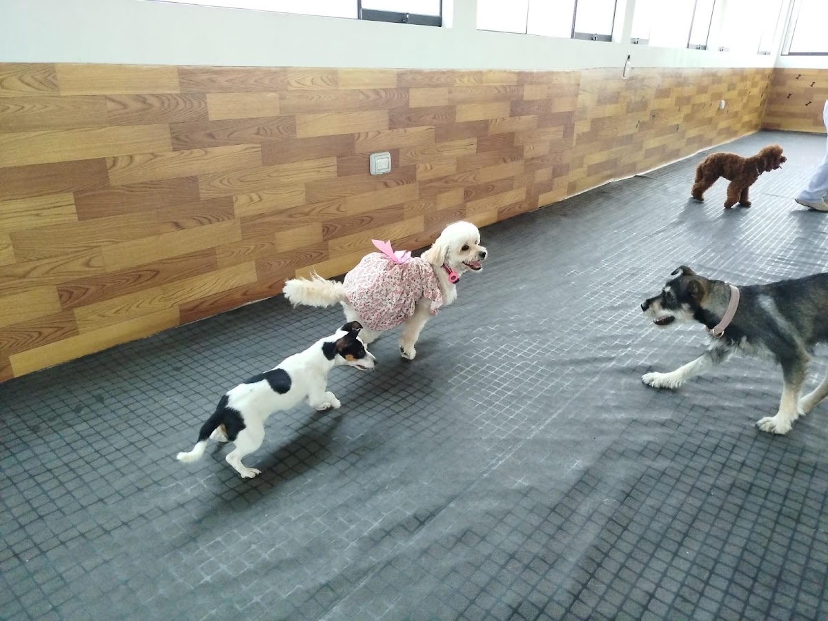 Hospedaje canino y guardería DOG'S ROOFTOP