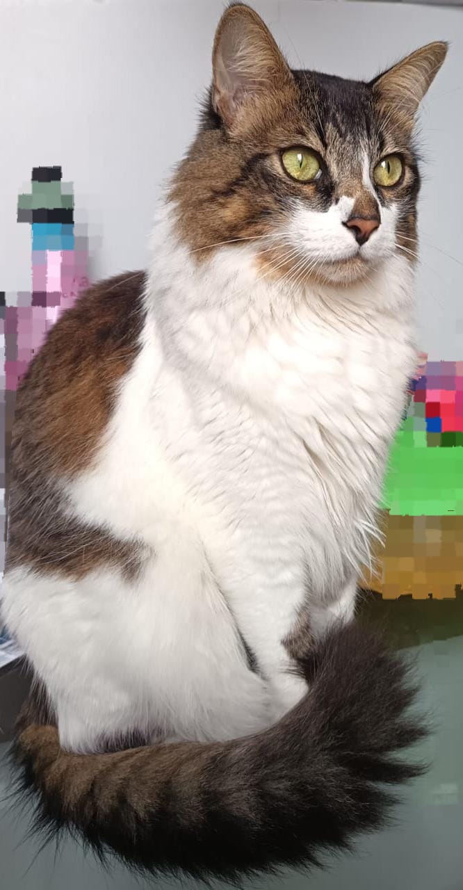 Veterinaria Lolita Pet - La Victoria