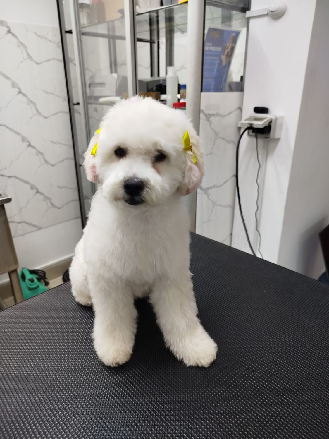 Enrique Groomer Vet