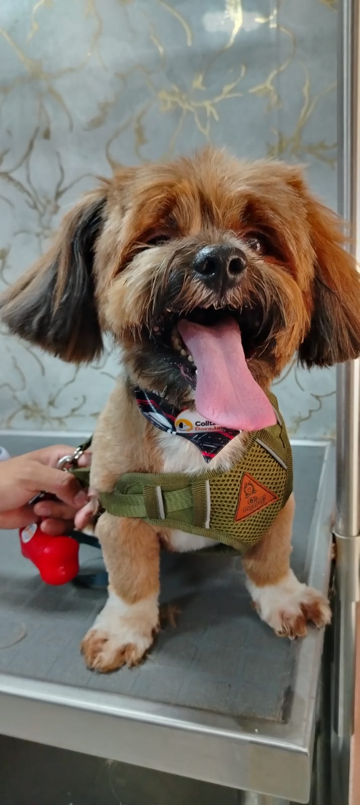 Colitas Doradas🐱🐶 Pet Shop-Groomer Spa
