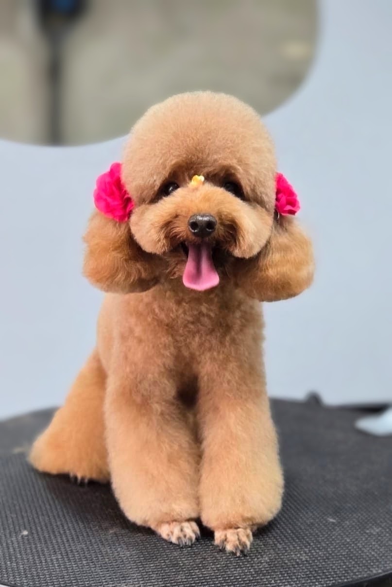 Amore Grooming & Vet - Miraflores