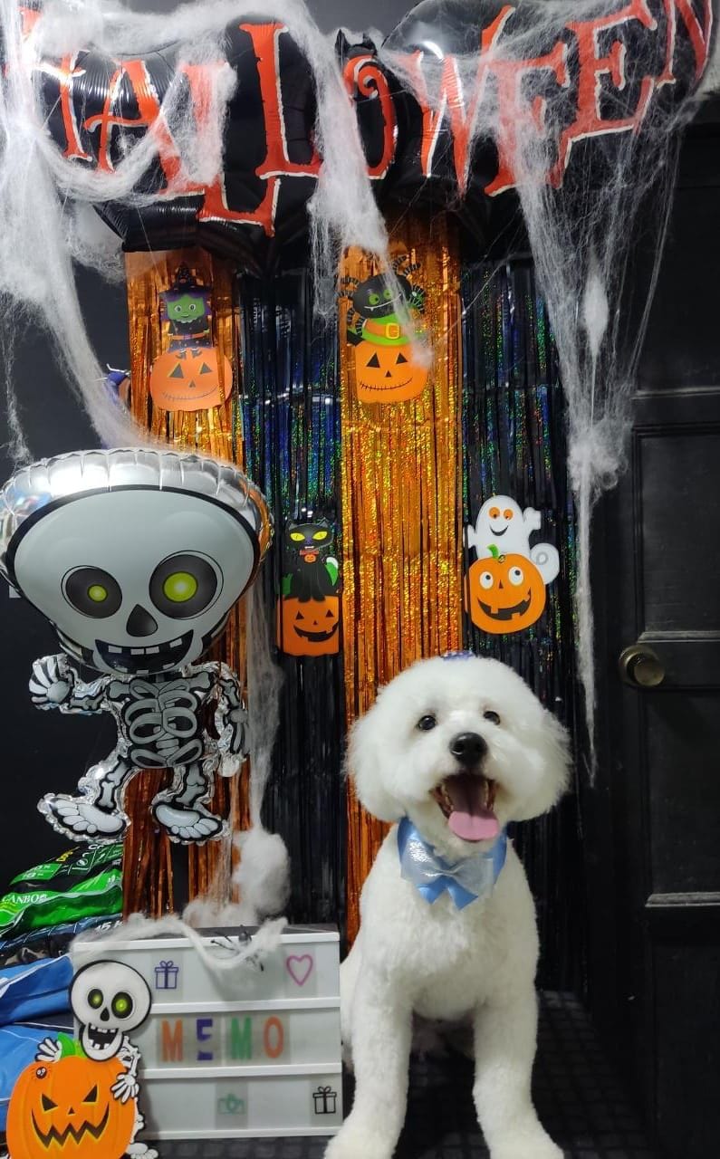 Spa Canino Dog Groomer