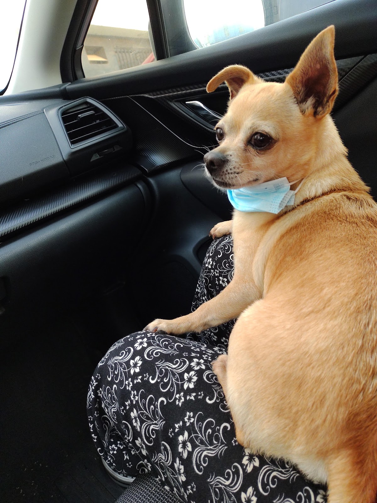 CLINICA VETERINARIA CANALES