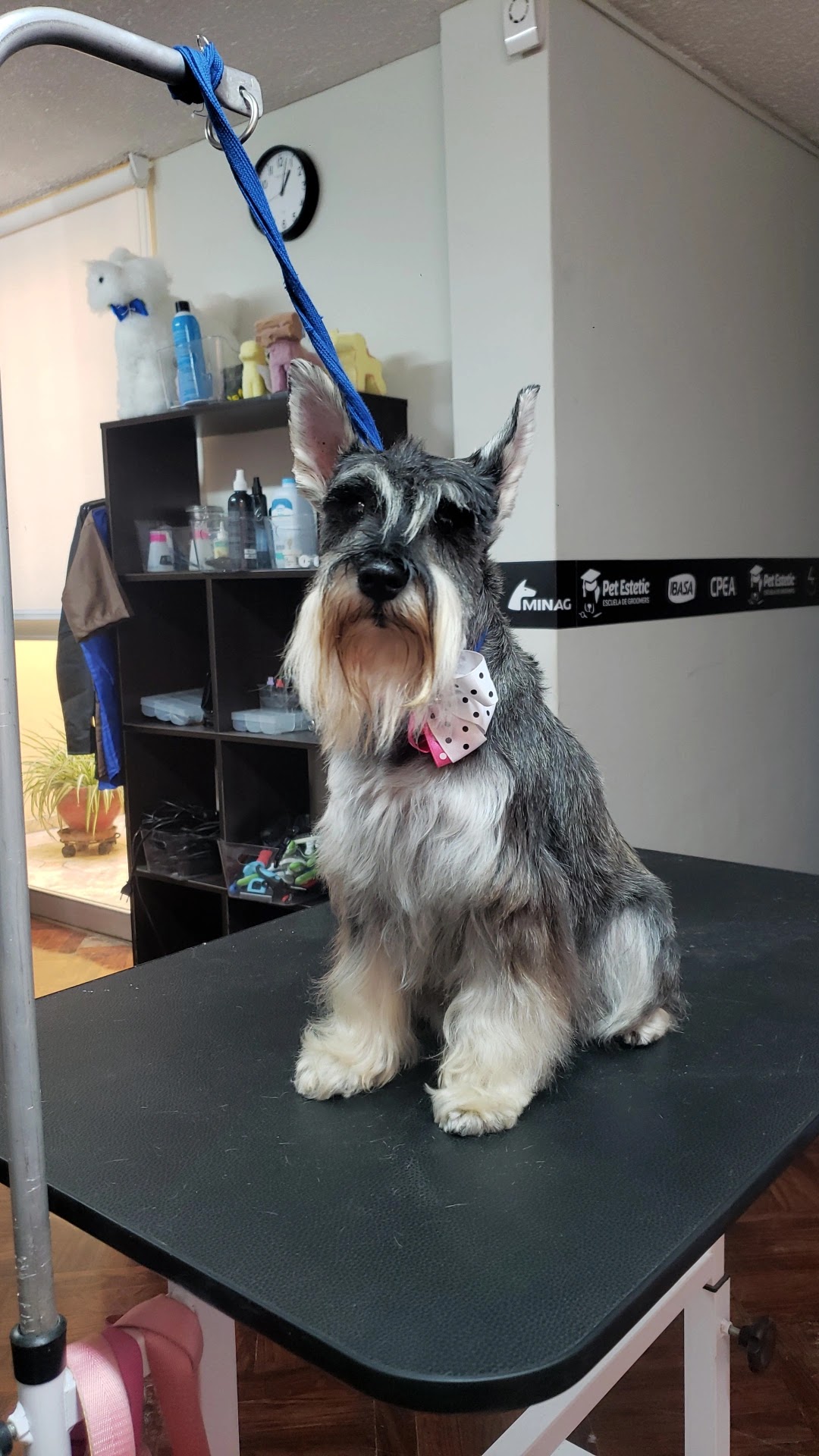 Pet Estetic Escuela de Groomers
