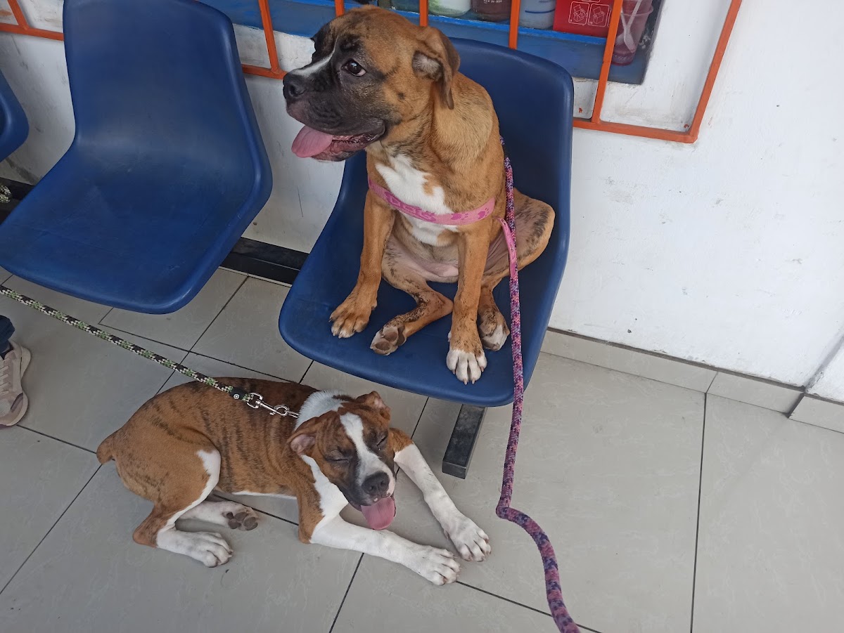 Veterinaria Mundo Pets