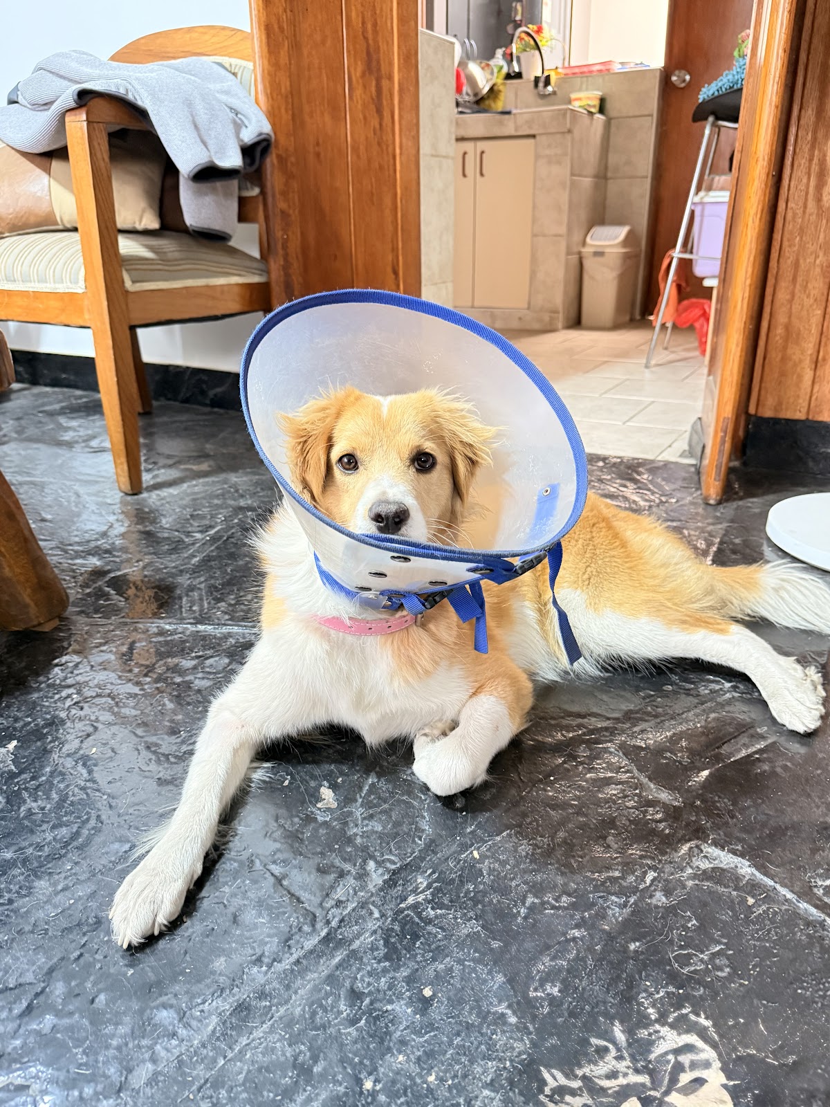 Veterinaria El Cuadro