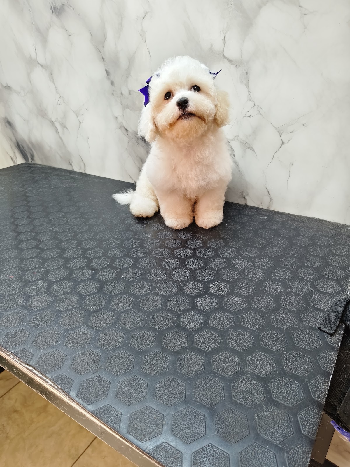 DOG BARBER PELUQUERÍA CANINA