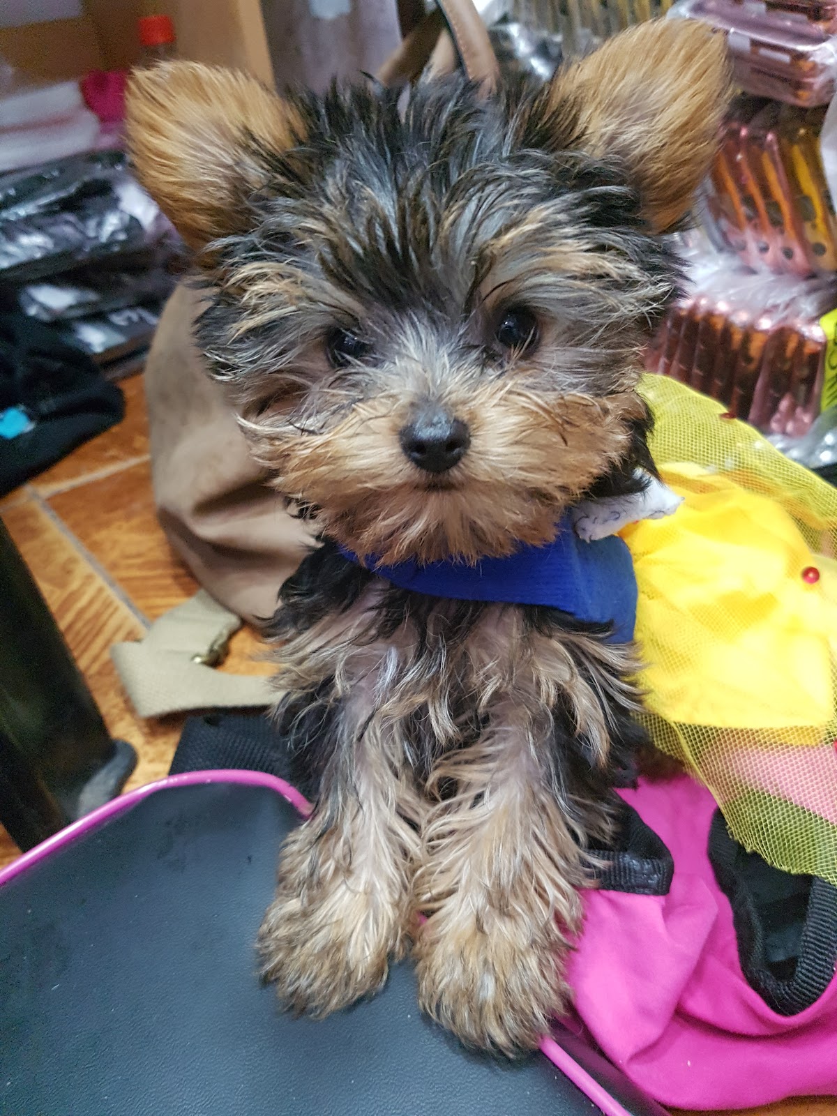 VETERINARIA CAJAMARQUINOS