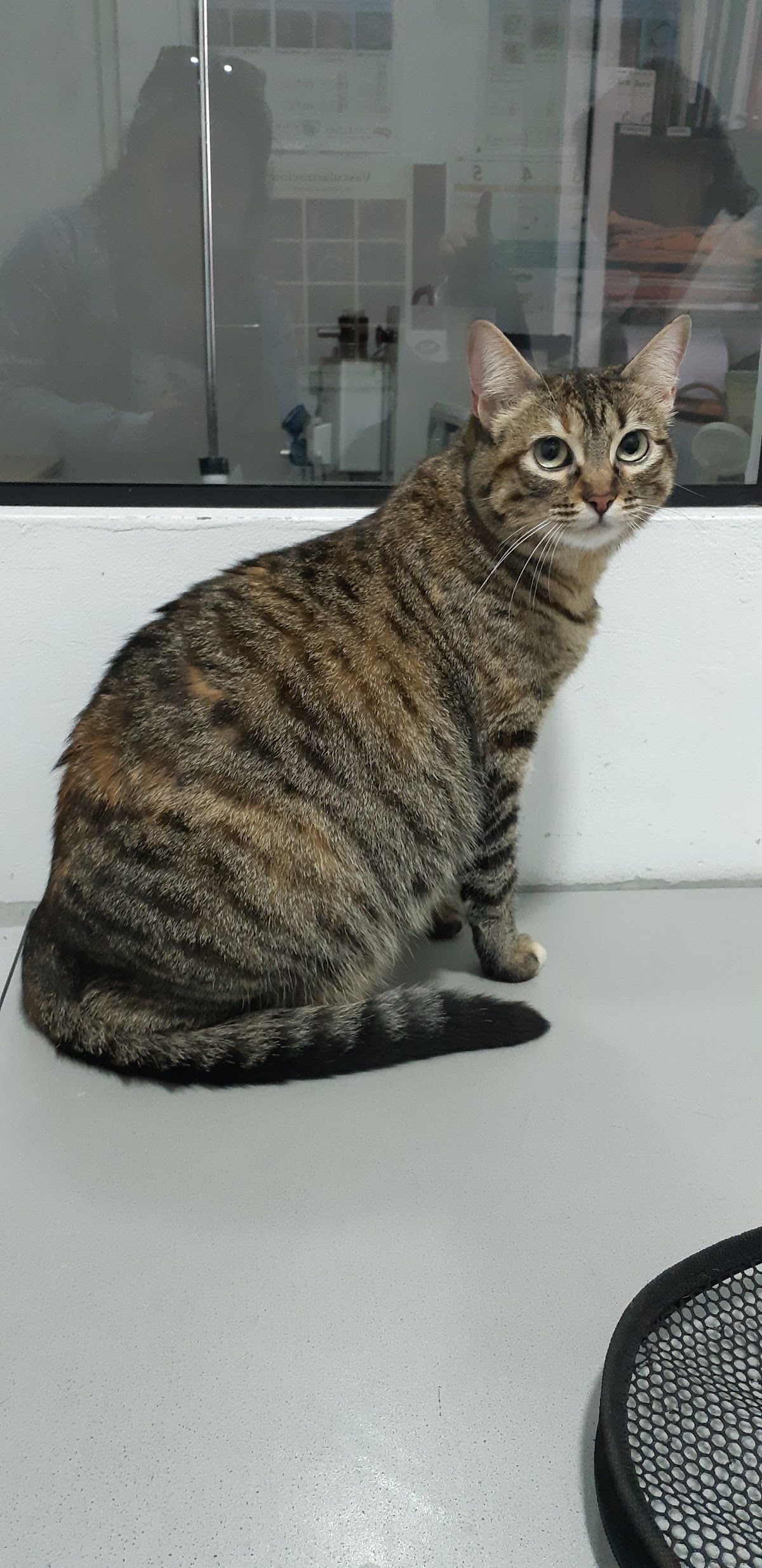 SERVICIOS VETERINARIOS SAN ANTONIO