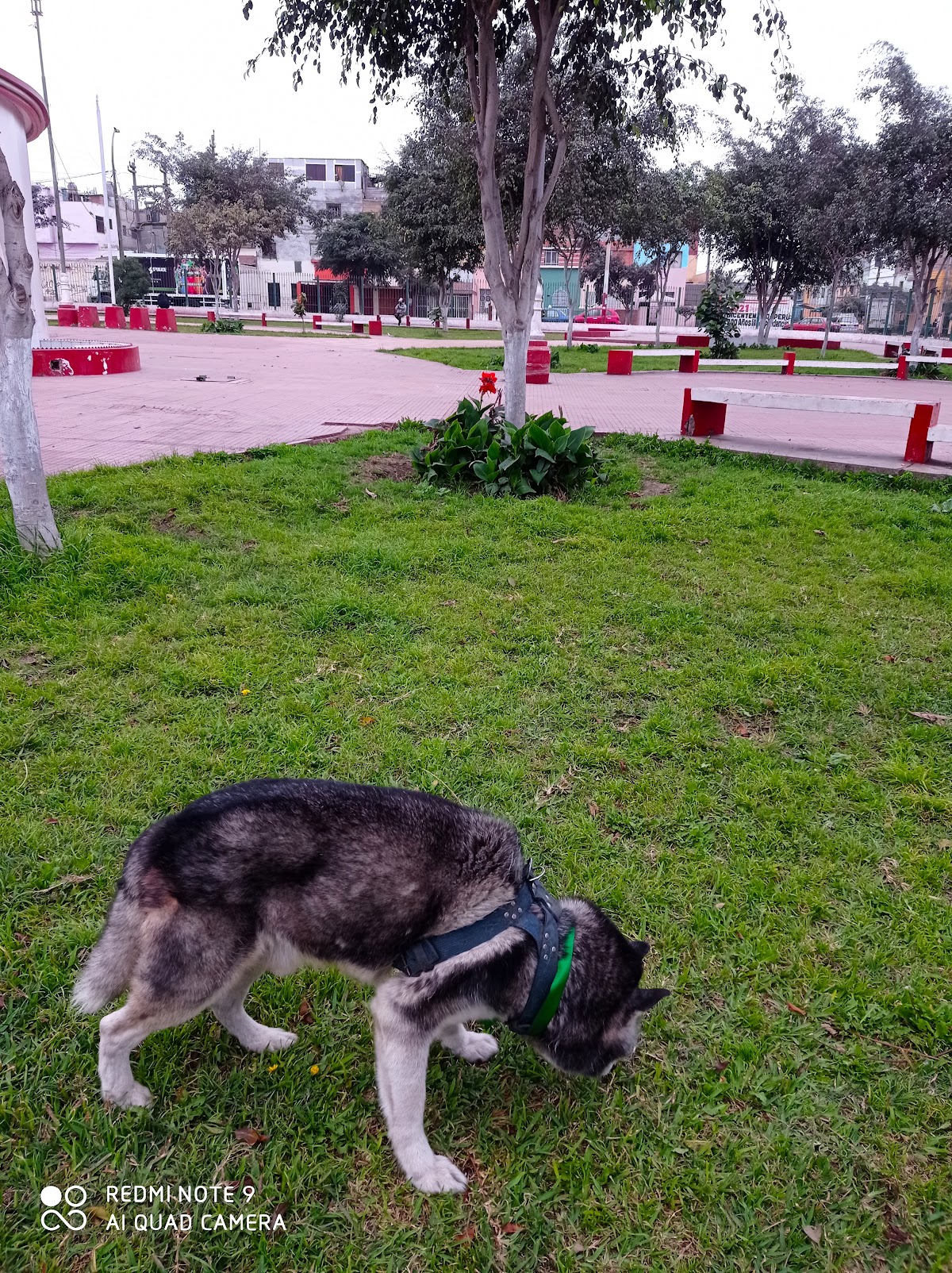 Veterinaria Animales del Mundo