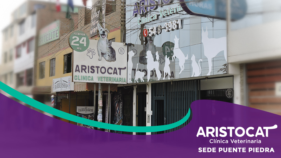 Clínica Veterinaria Aristocat Sede Puente Piedra