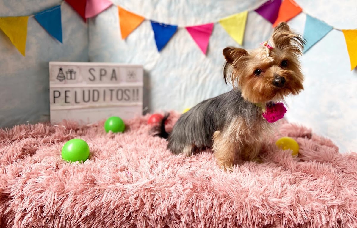 Spa Peluditos