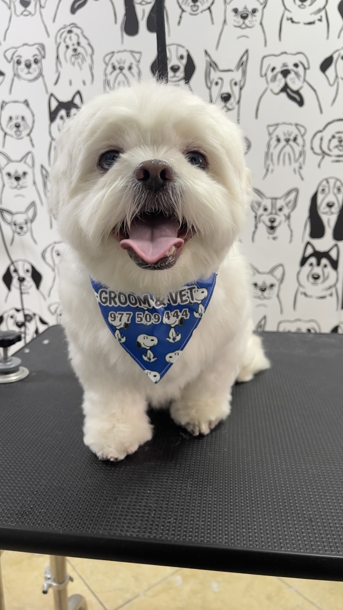 Groomandvet