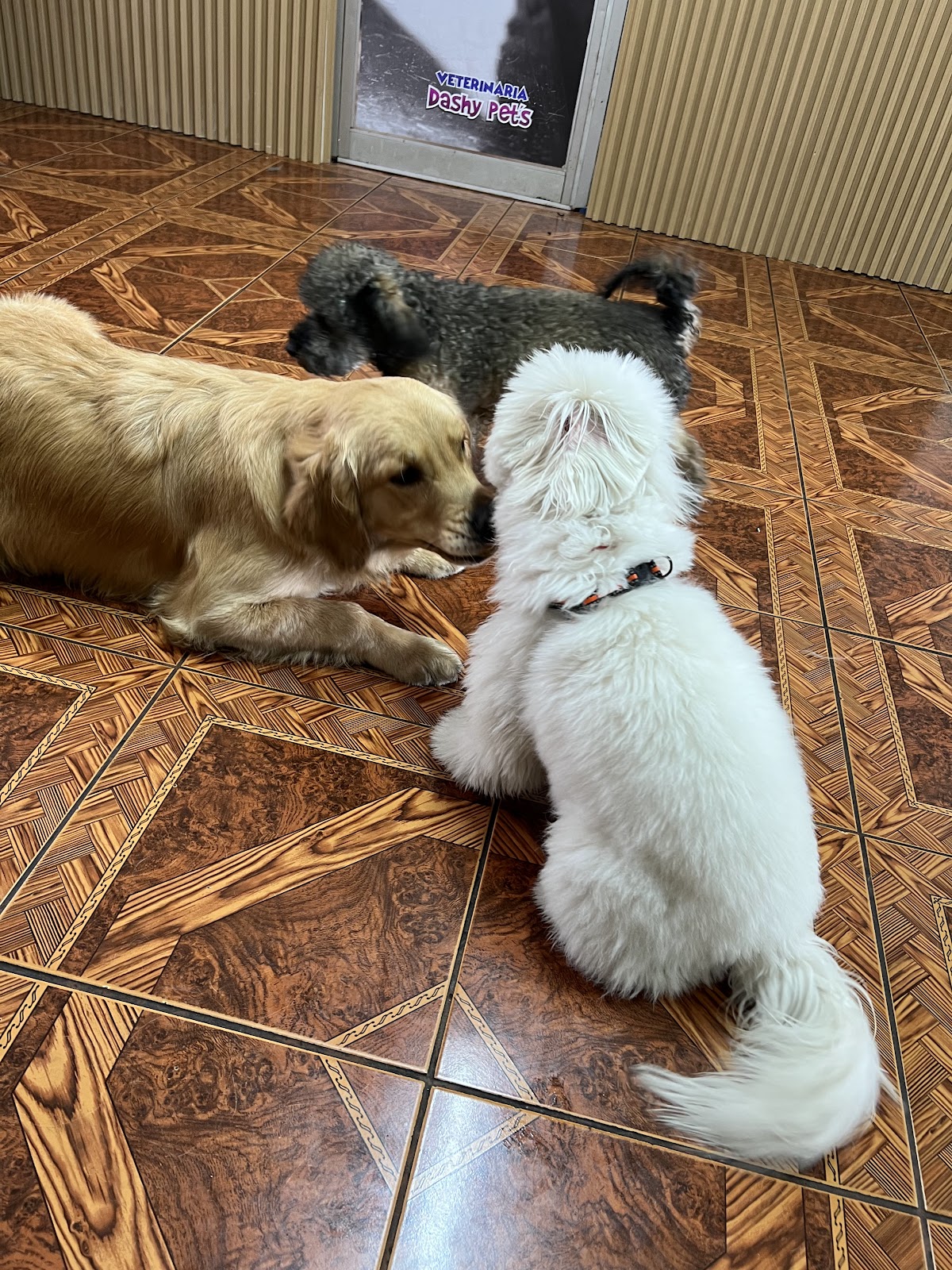 Clínica Veterinaria Dashy Pets - Sede Mayorazgo