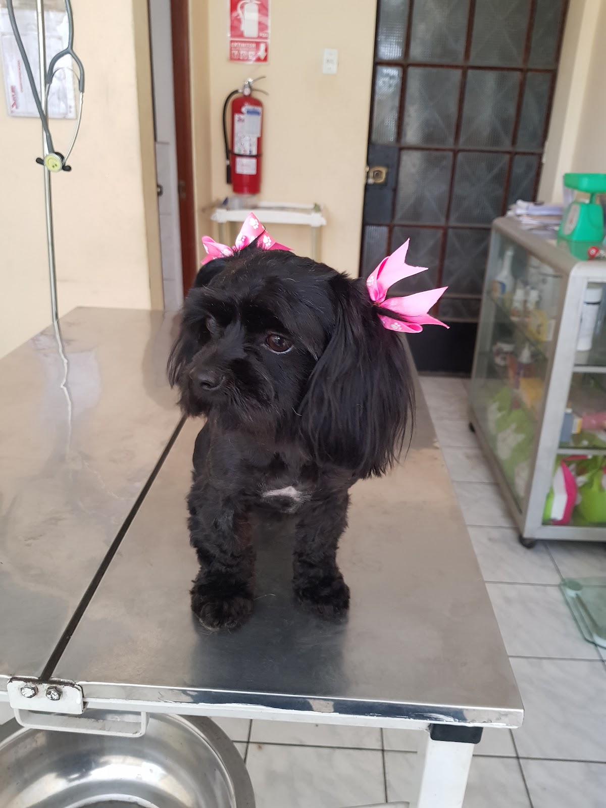 Veterinaria San Martin De Porres