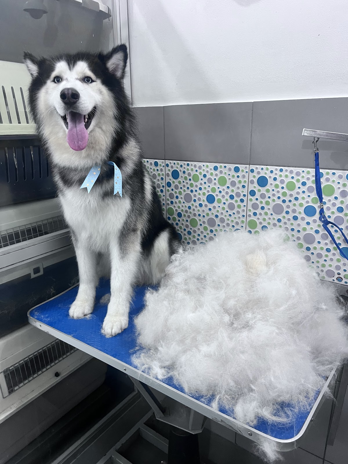 Veterinaria Groom Room