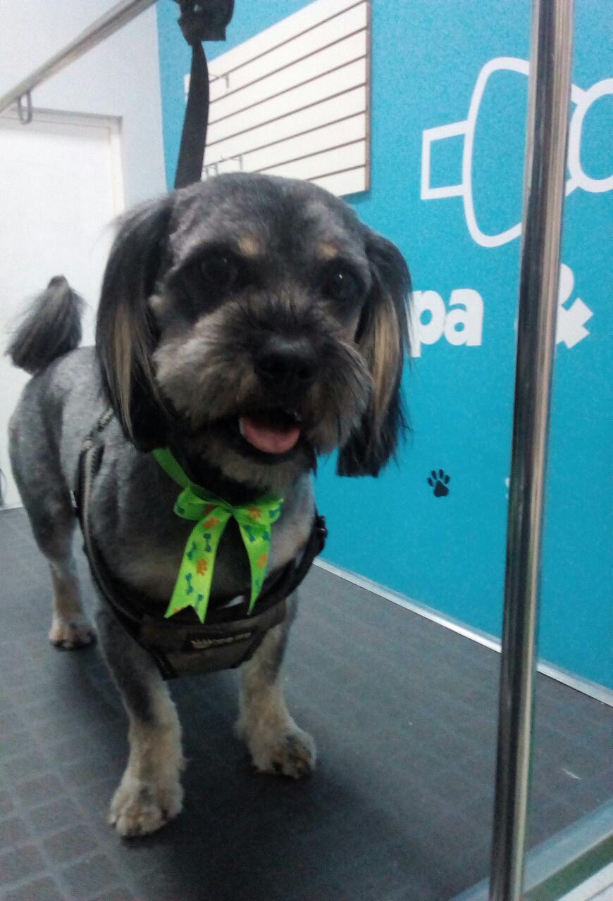 BABY PET - Spa & Shop