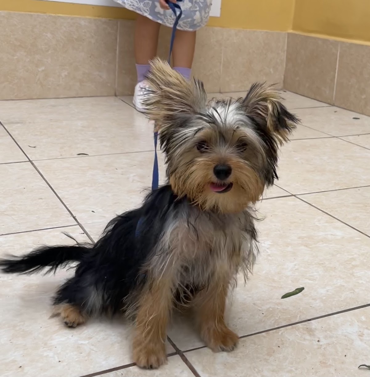 Veterinaria Mis Engreídos Pet Shop