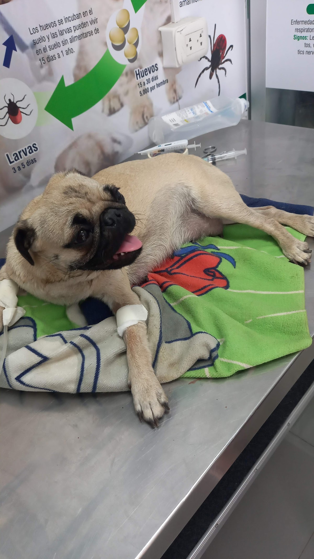 Clínica Veterinaria San Isidro