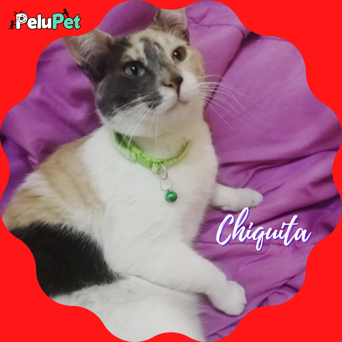 PeluPet