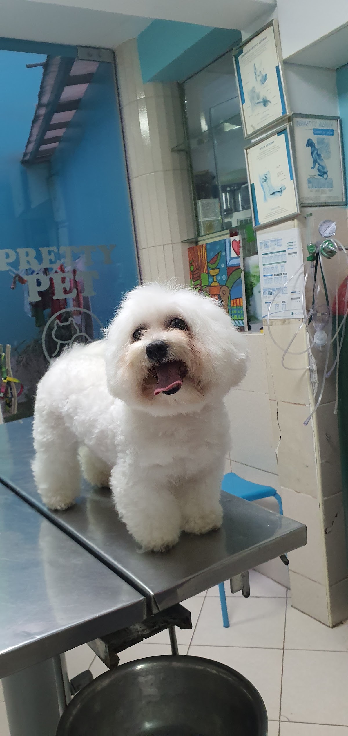 Pretty Pet