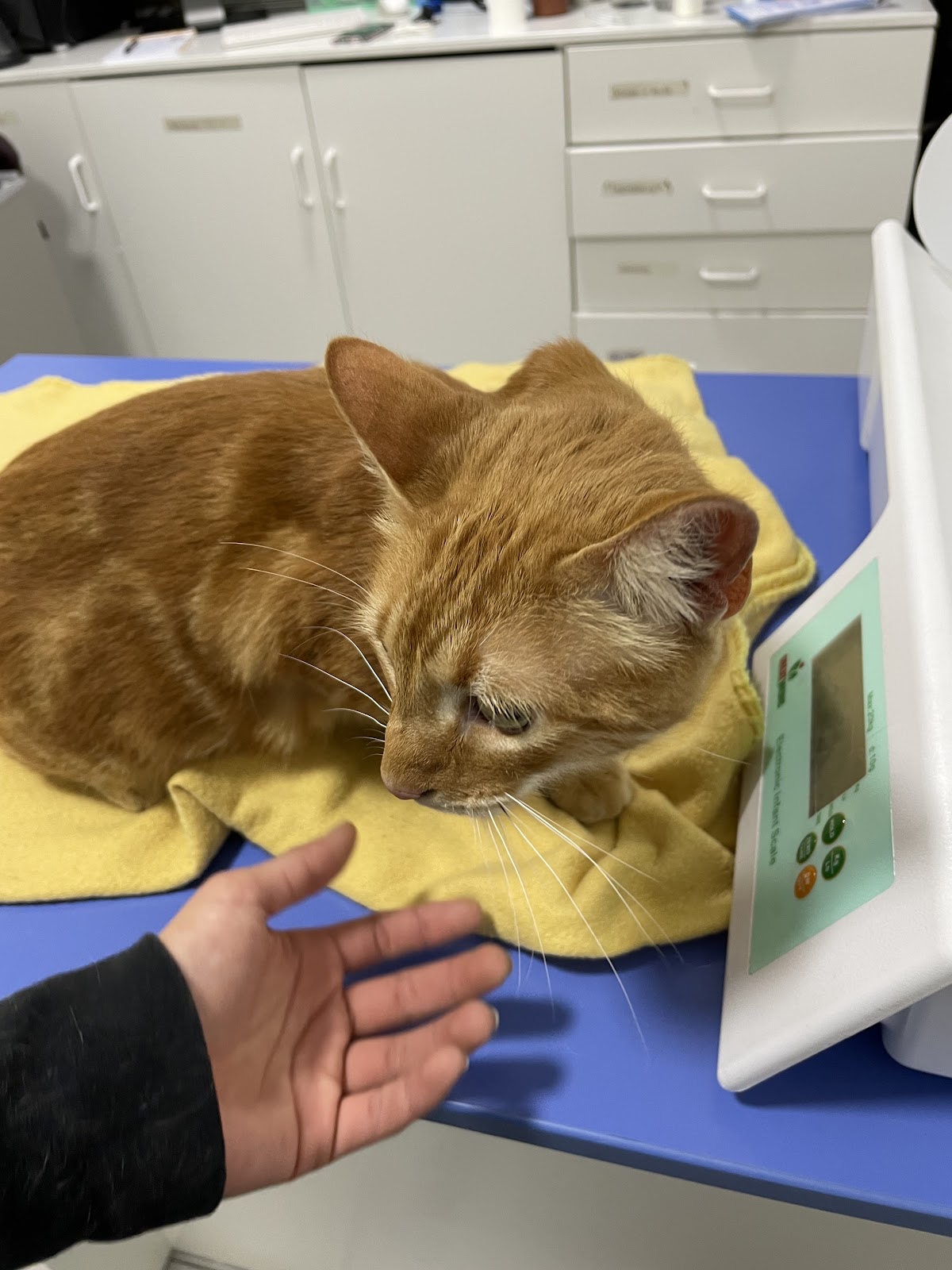 Clínica Veterinaria Dr. Paws