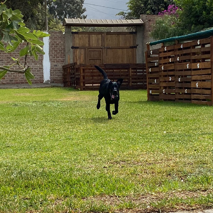 El Refugio Perú - Hospedaje, Guardería y adiestramiento de Perros en Lima