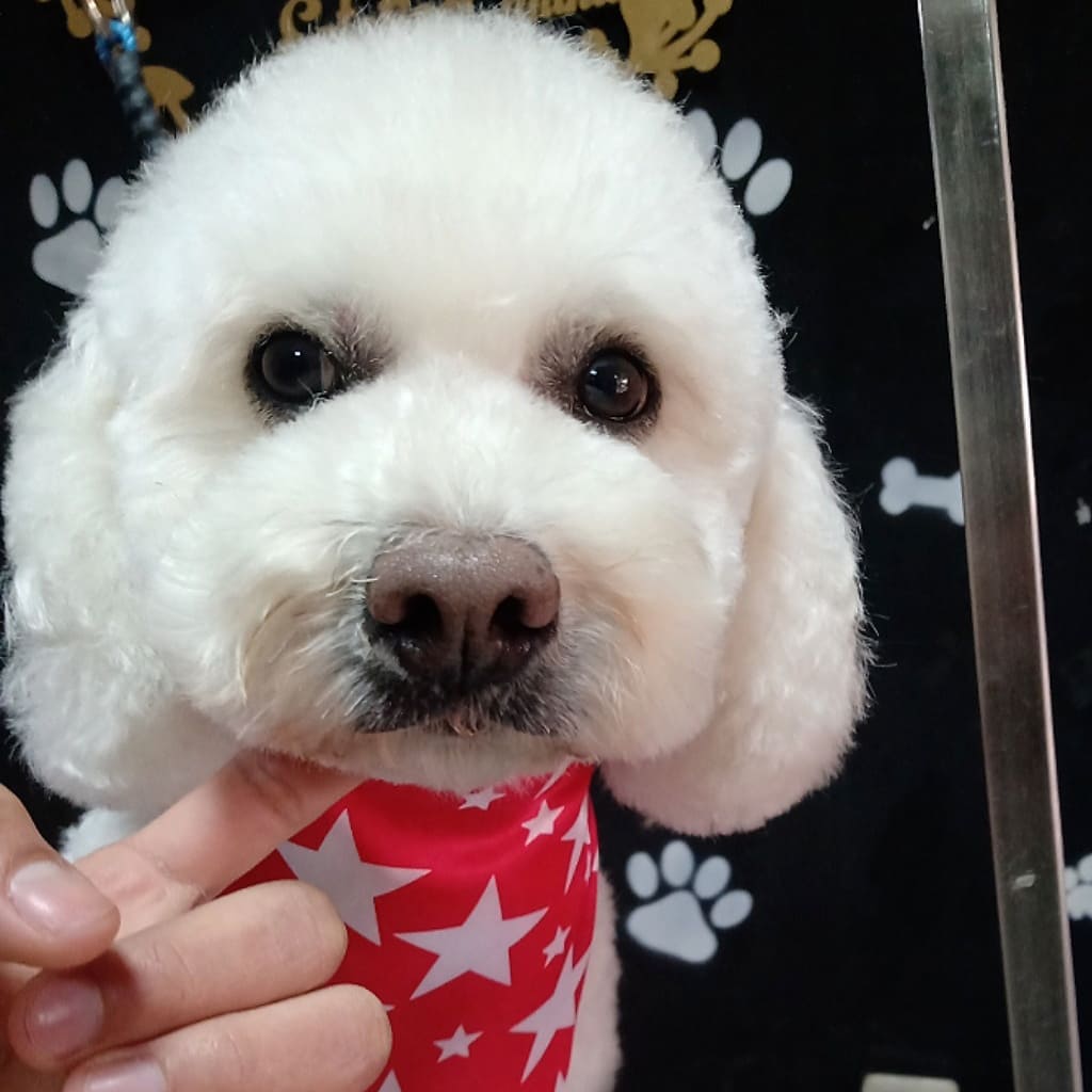 SR.BIGOTES PET'S GROOMING & ACADEMIA