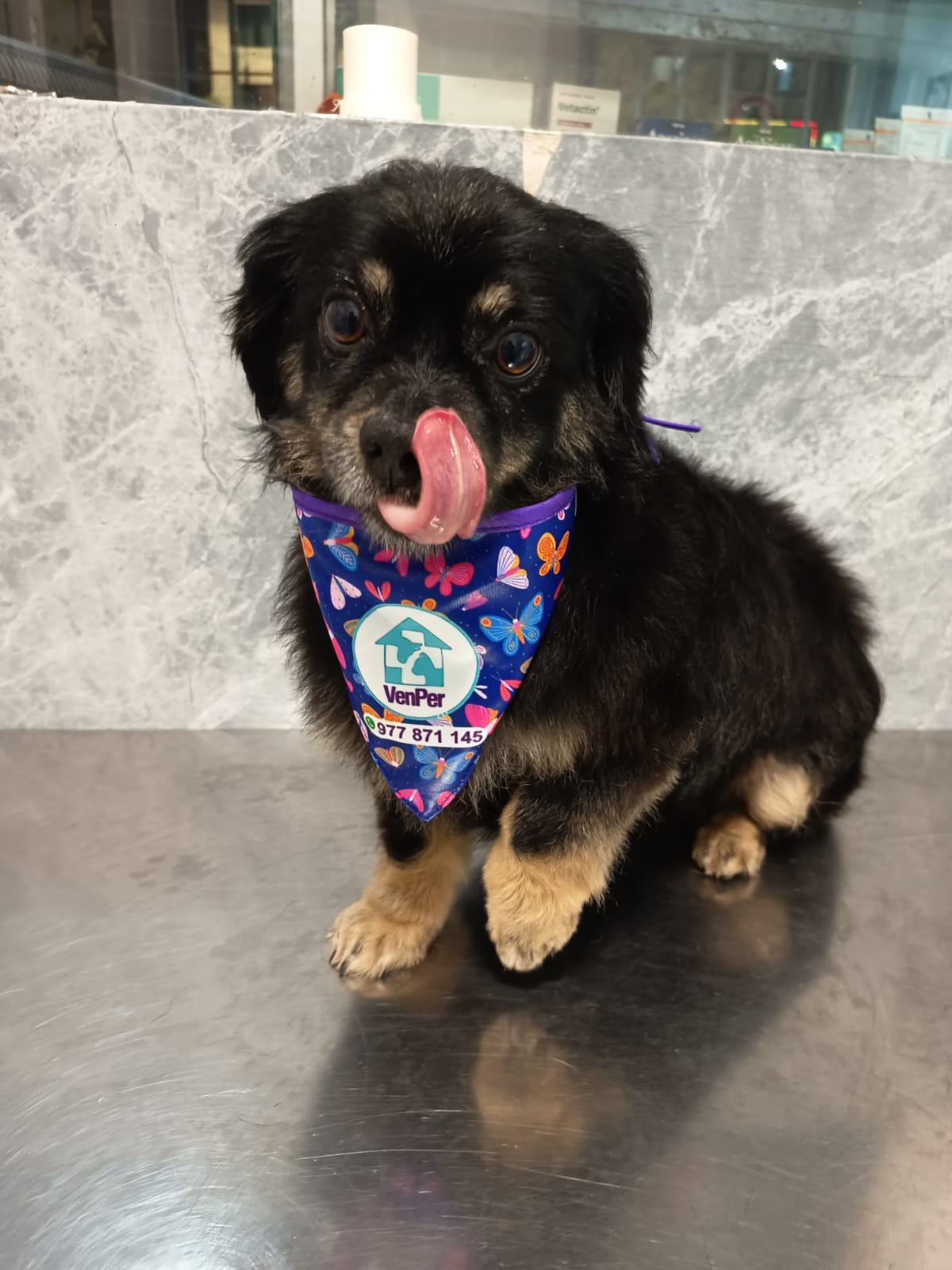 Hospital Veterinario VenPer